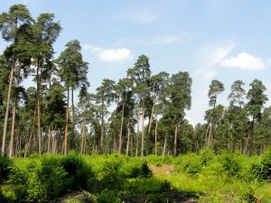 The Forest in France: What You Should Know! - French Moments