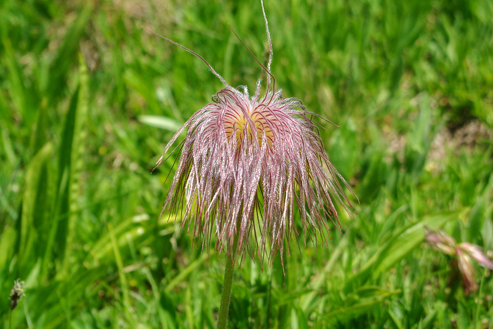 Alpine Pasqueflower Flowers of the Alps copyright French Moments