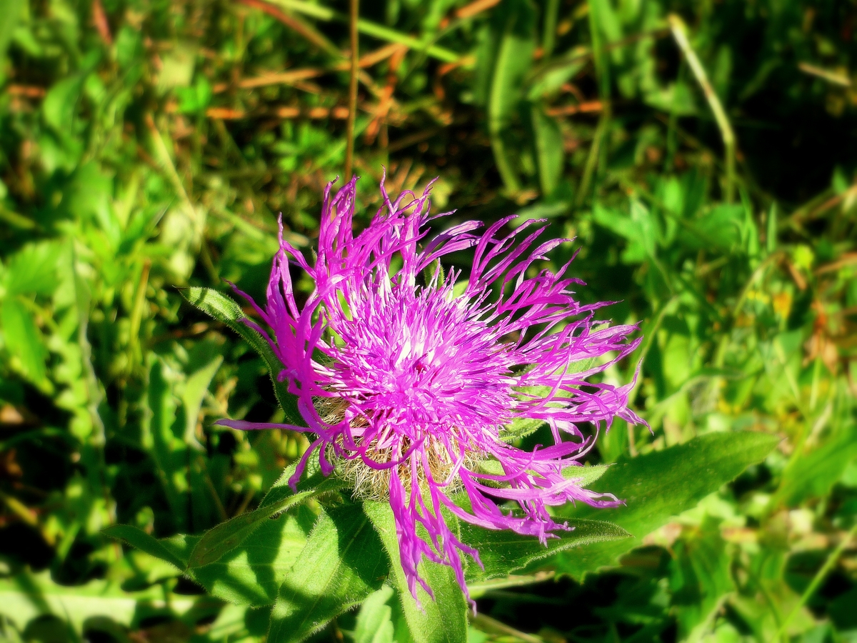 Perennial Cornflower © French Moments