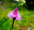 Heath Spotted-orchid © French Moments