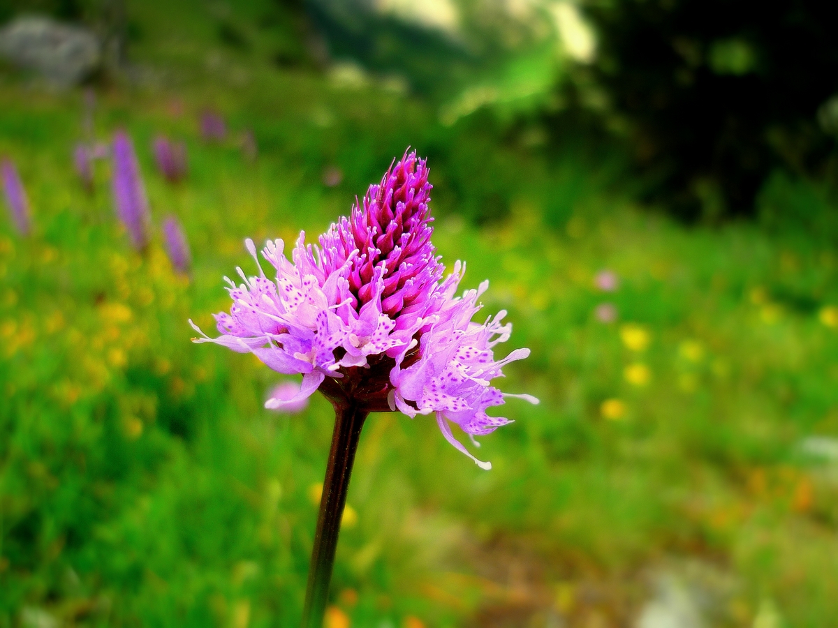 Heath Spotted-orchid © French Moments