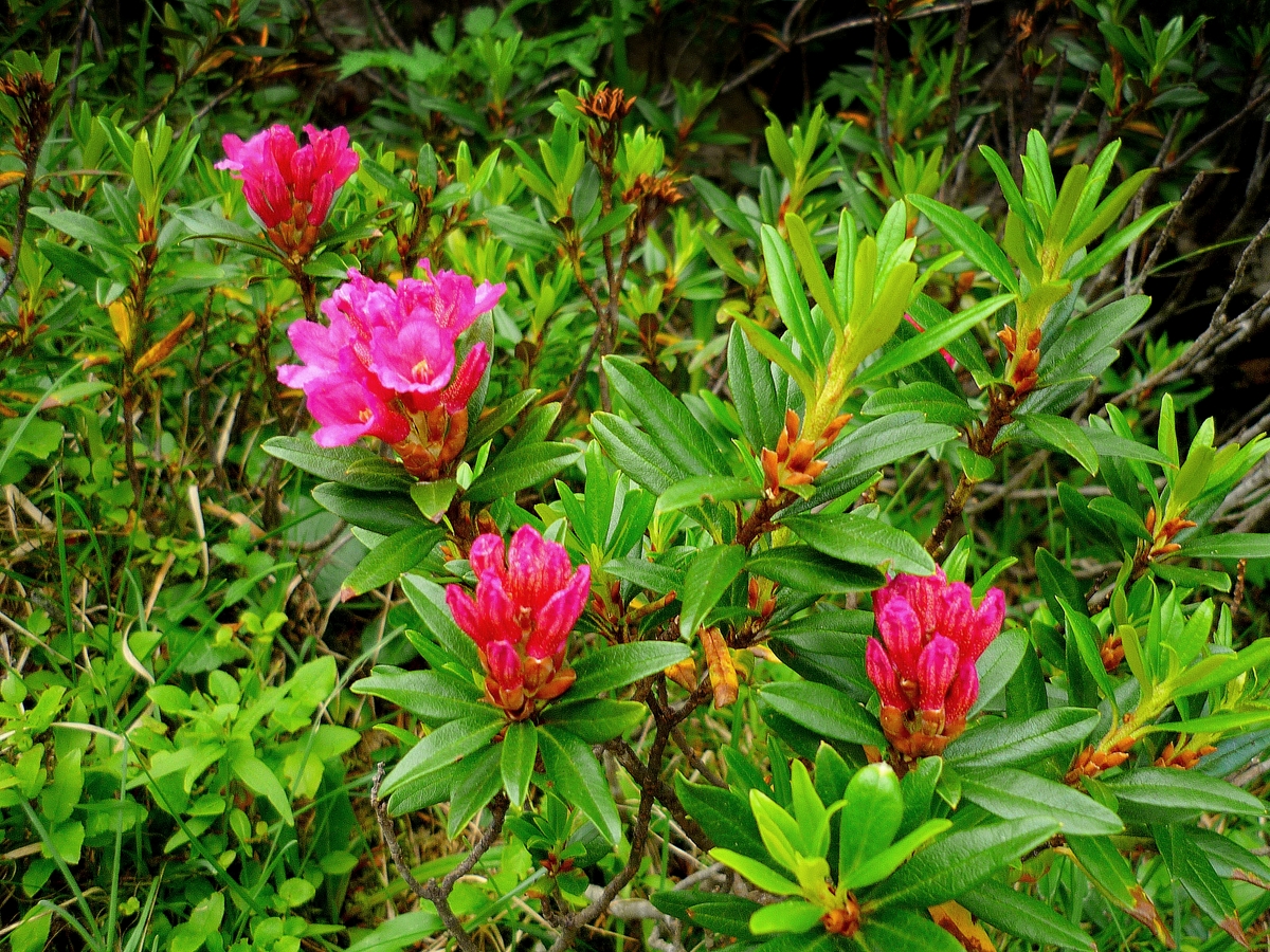 Flora of the French Alps - Alpenrose © French Moments