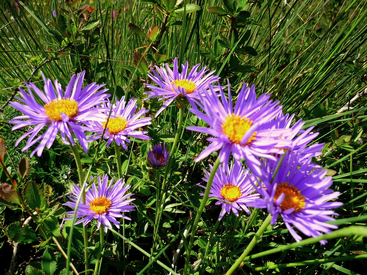 Flora of the French Alps - Alpine aster © French Moments