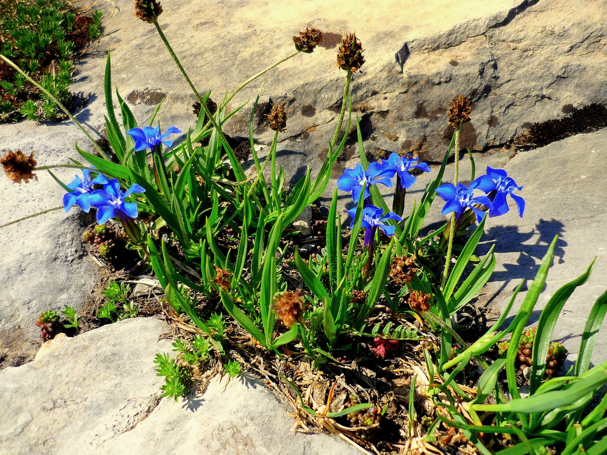 Flora of the French Alps - Snow gentian © French Moments
