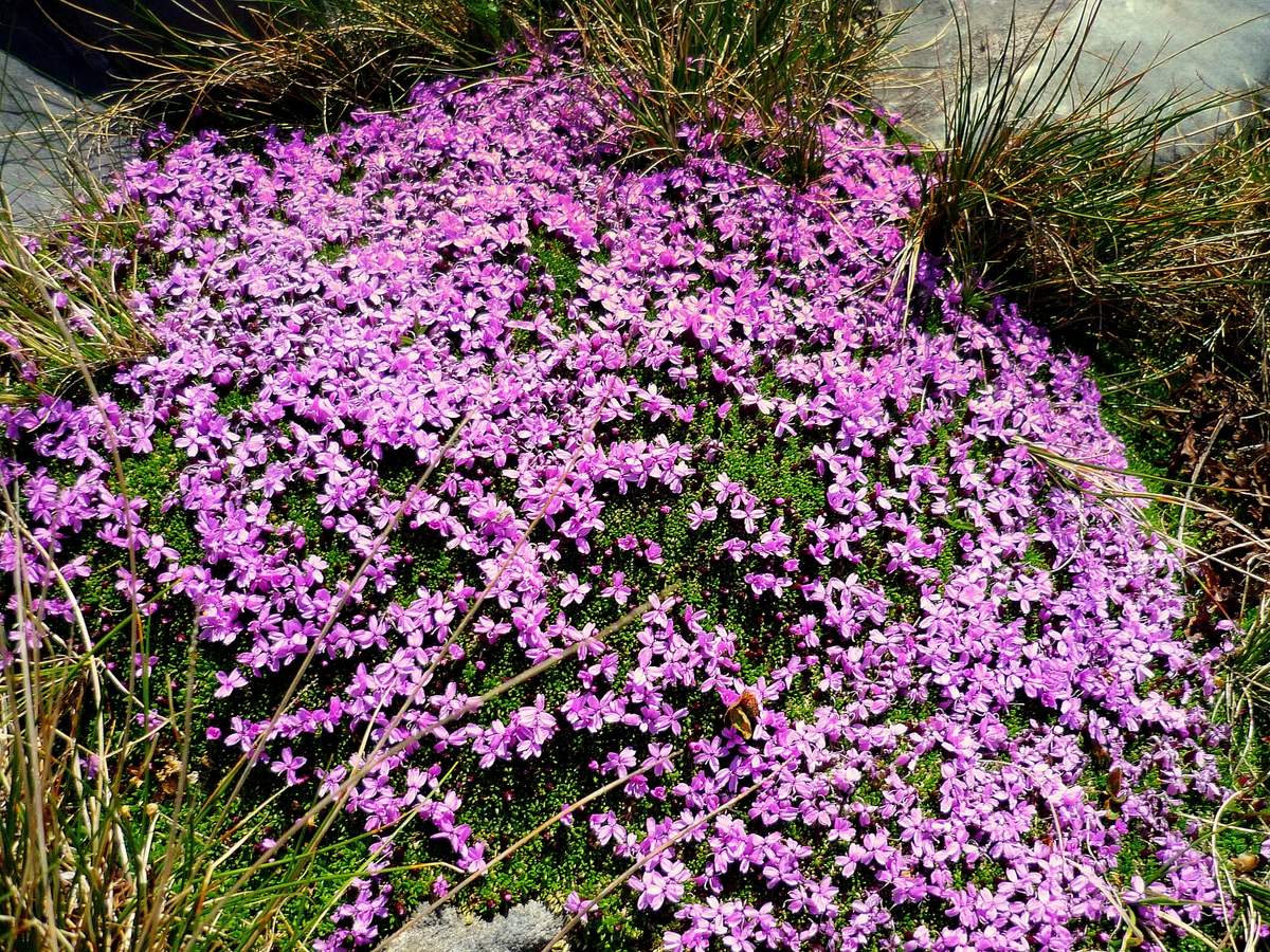 Moss campion © French Moments