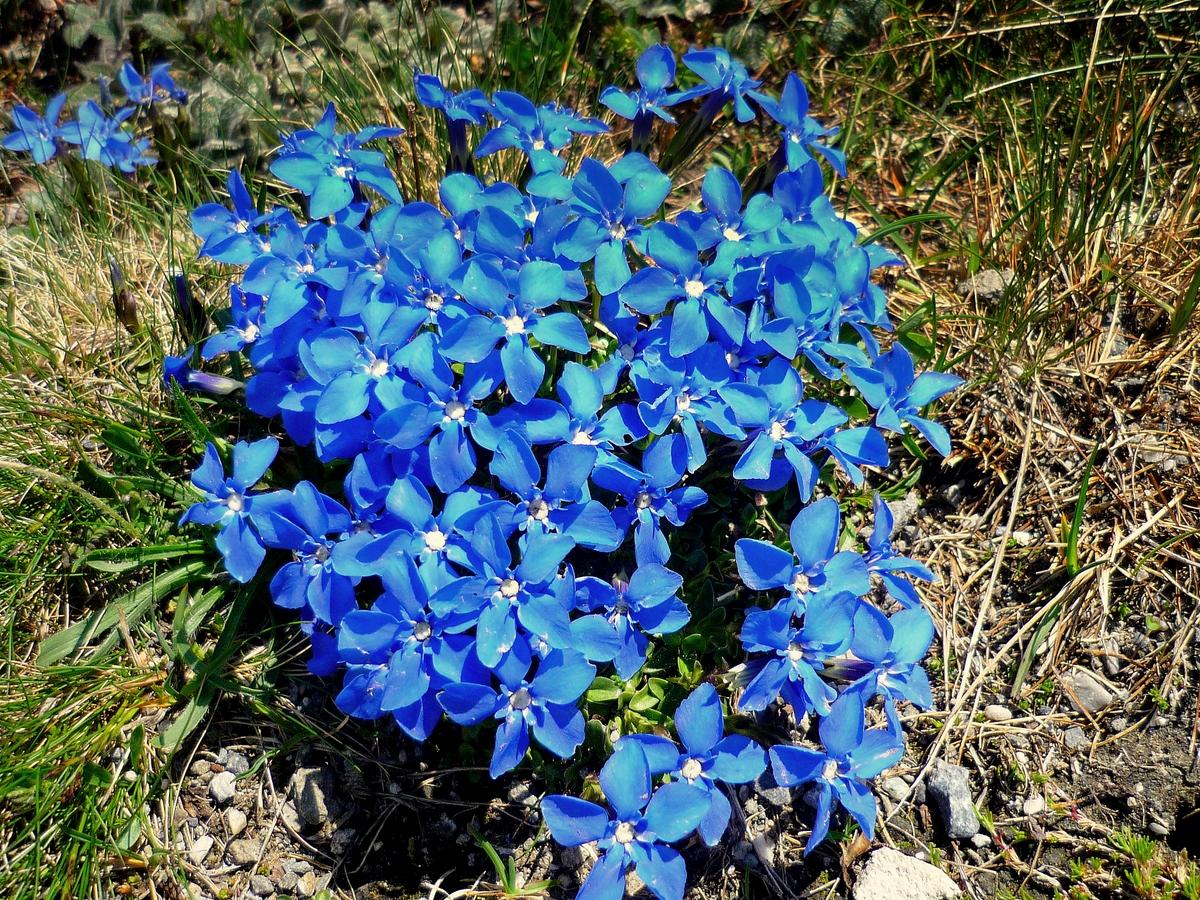 Spring gentian © French Moments