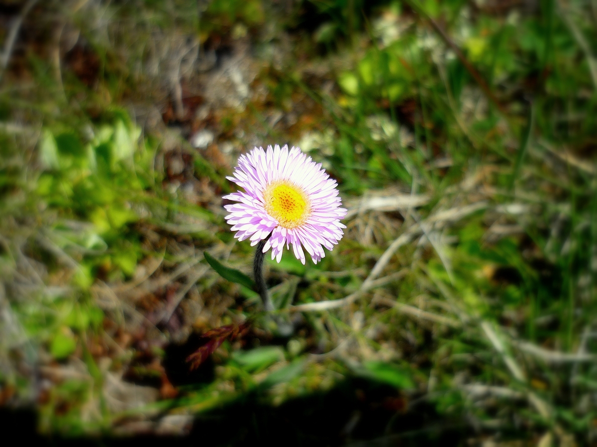 Oneflower fleabane © French Moments