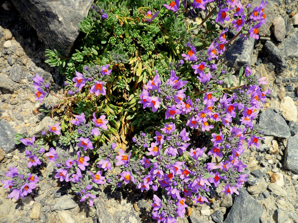 Linaria alpina © French Moments