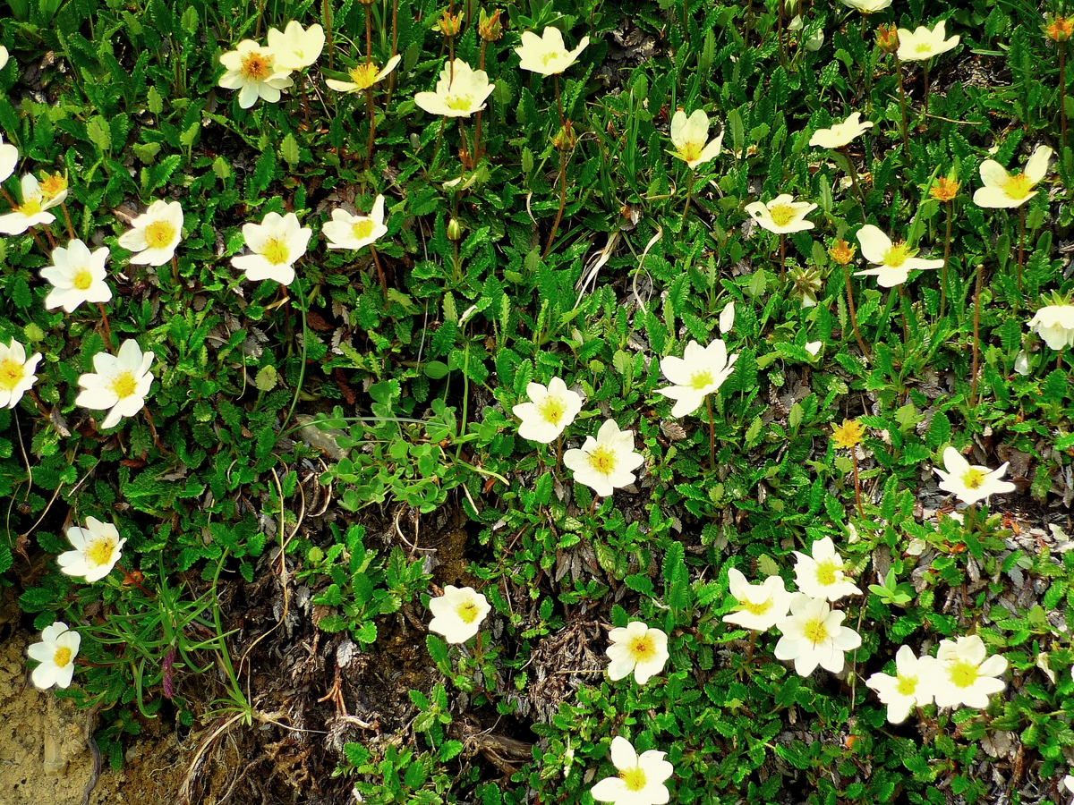 Flora of the French Alps - Mountain avens © French Moments