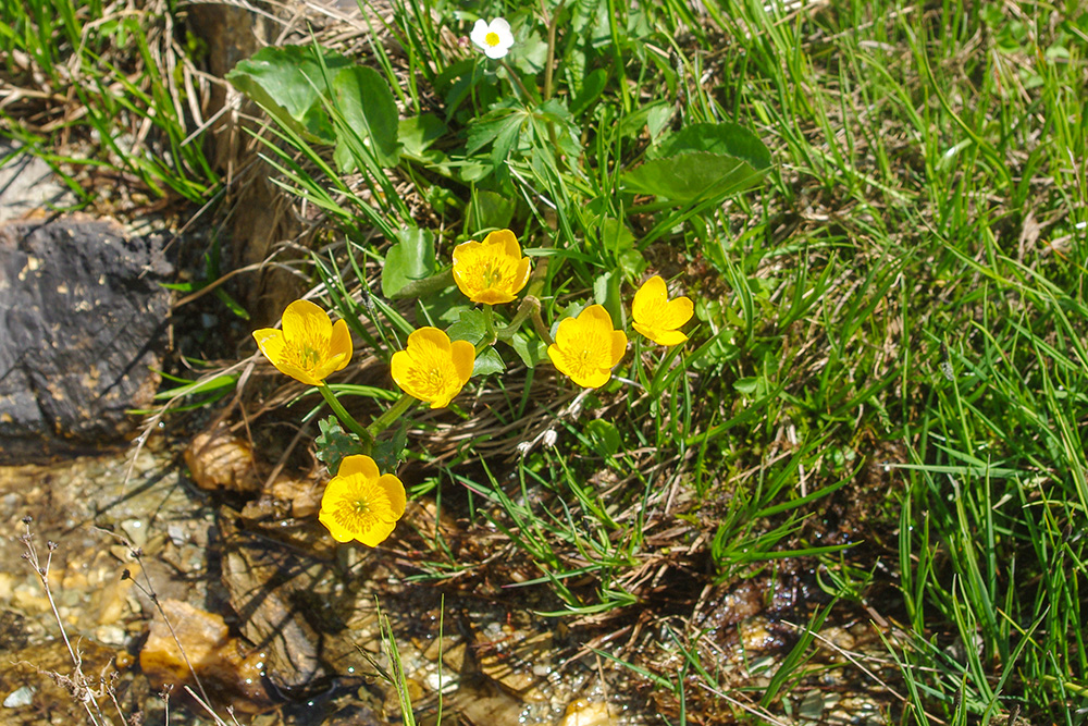 Flora of the French Alps - Marsh Marigold © French Moments