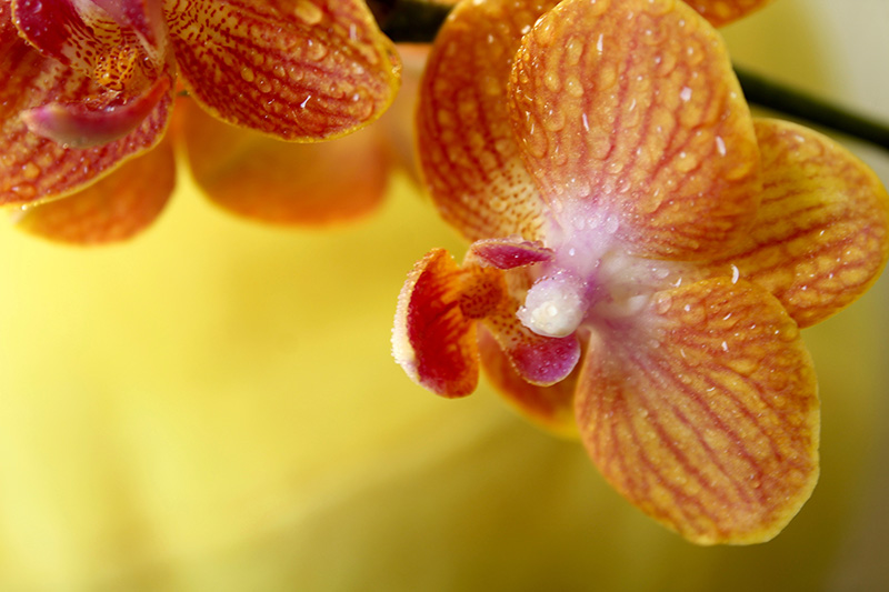 Orchid Menton. Photo by vilucm via Envato Elements