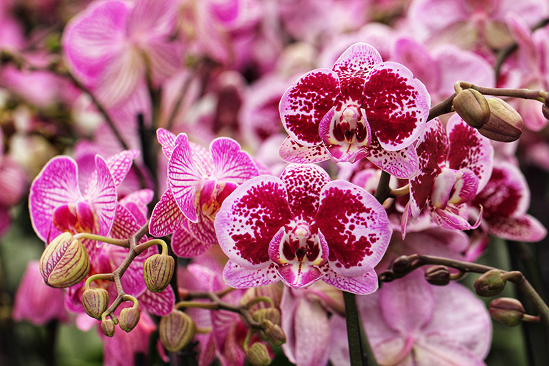 Orchids Menton. Photo by luisaaa73 via Envato Elements
