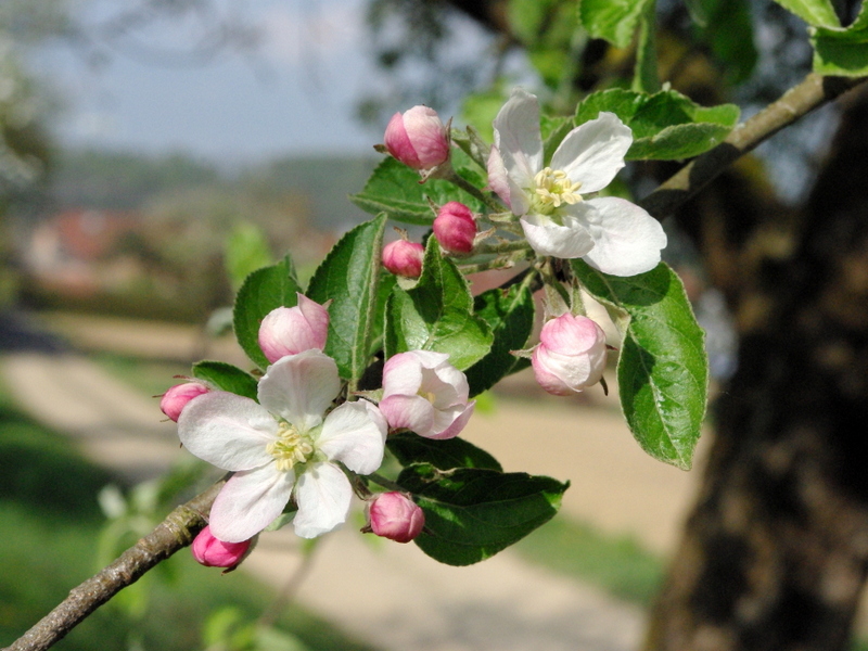 Apple Tree Flowers © French Moments