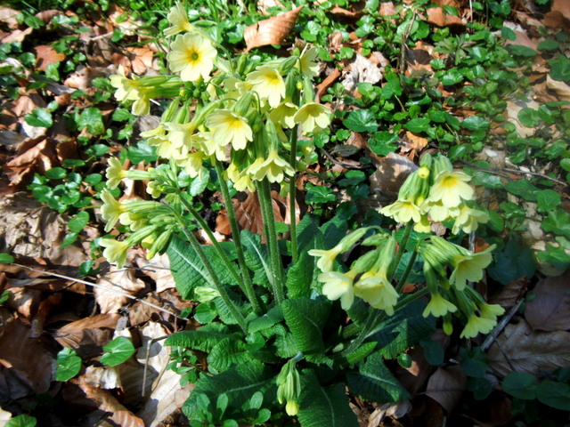 Coucous des bois © French Moments