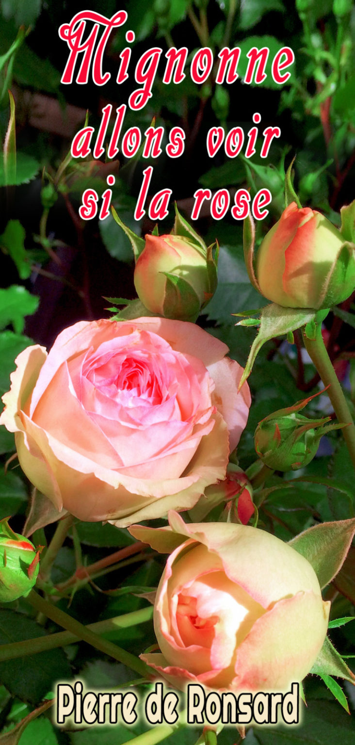 Poésie mignonne allons voir si la rose