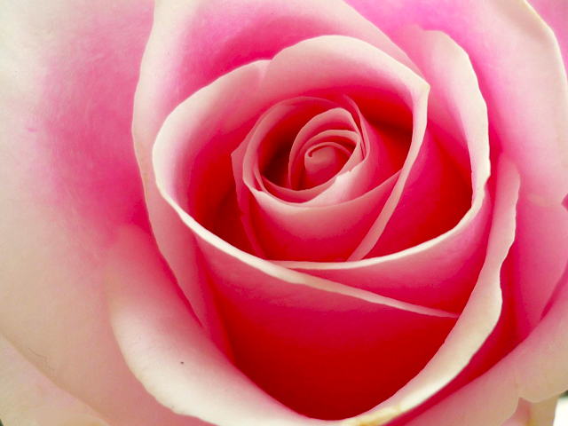 Pink rose © French Moments