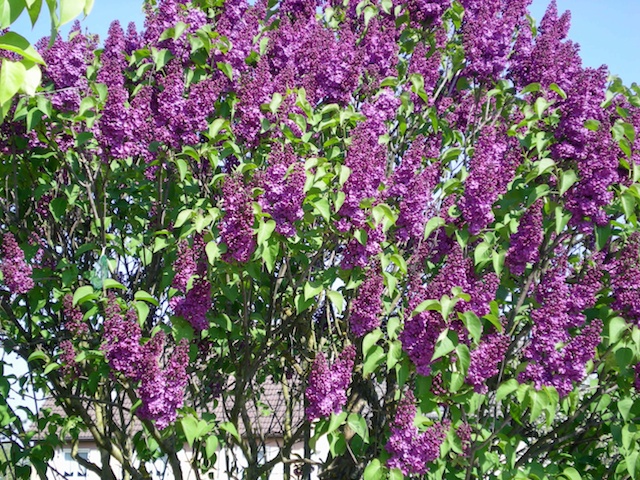 Purple Lilac © French Moments