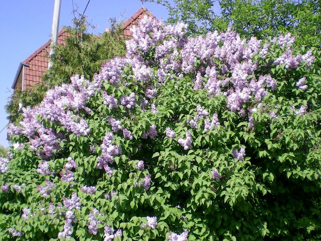 Lilac-coloured lilac © French Moments