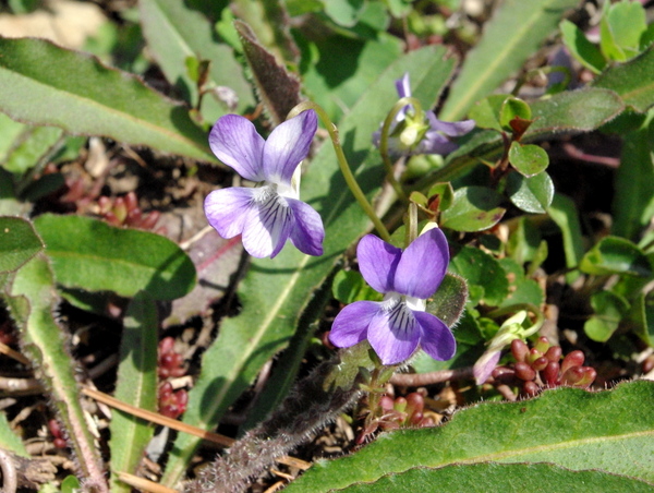 L'amour est un Bouquet de Violettes © French Moments