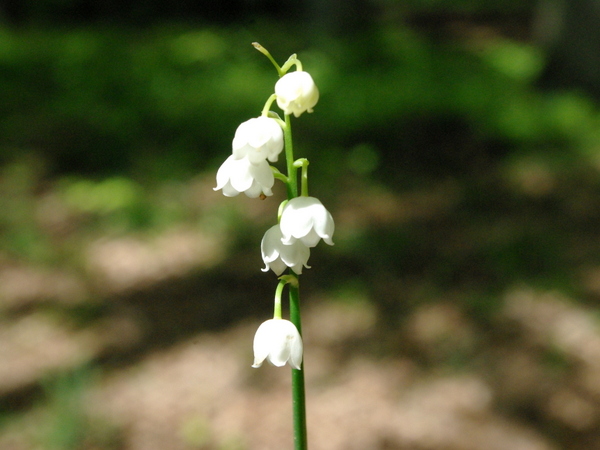 A sprig of lily of the valley in Alsace © French Moments