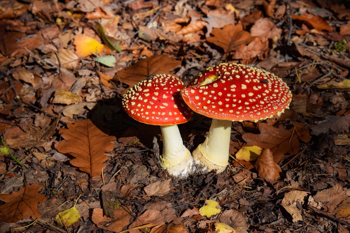 Fly agaric in autumn © French Moments