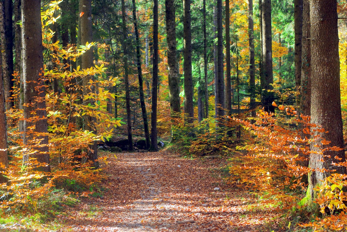 AUTUMN LEAVES Sheet Music in French & English Recorded by Nat 