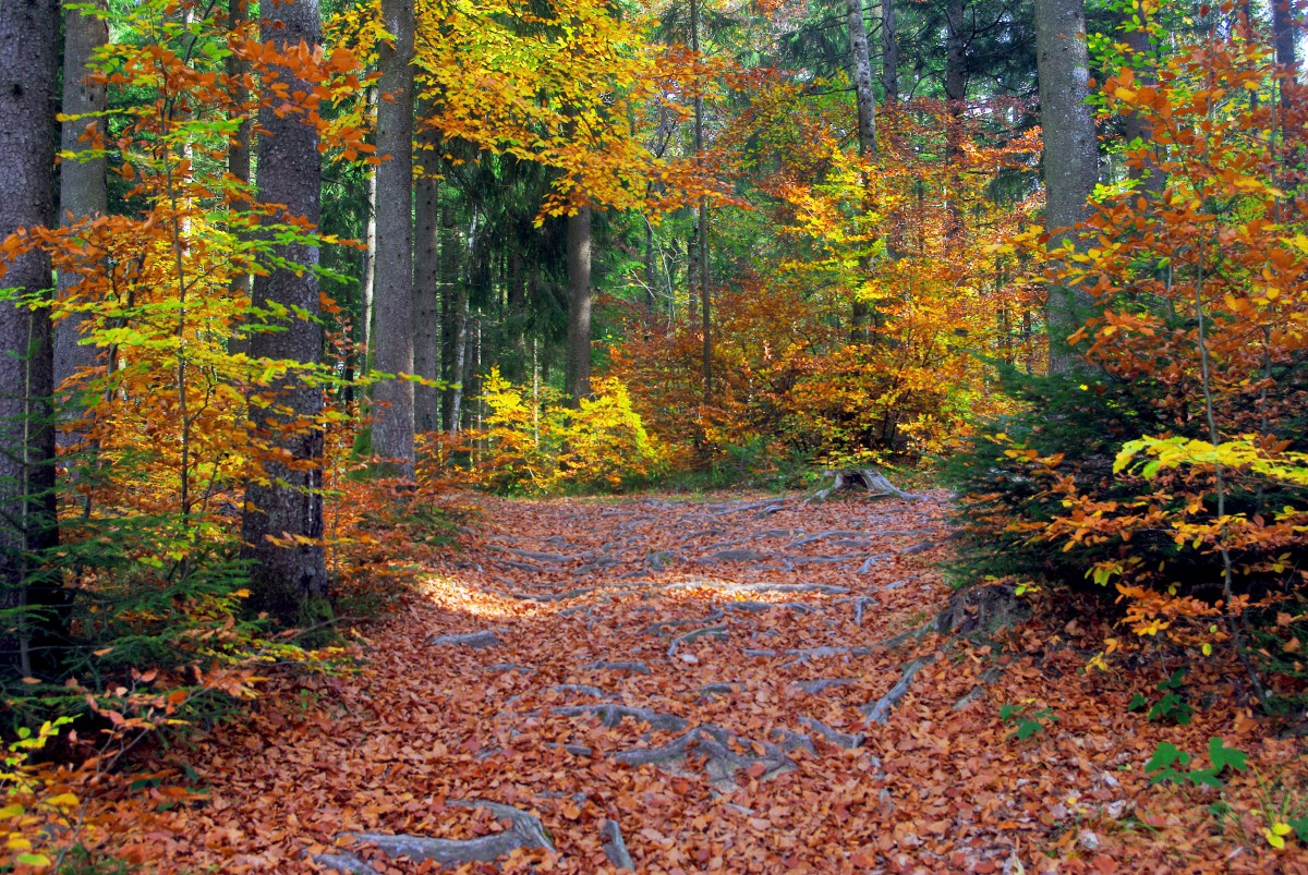 Autumn in the Semnoz © French Moments