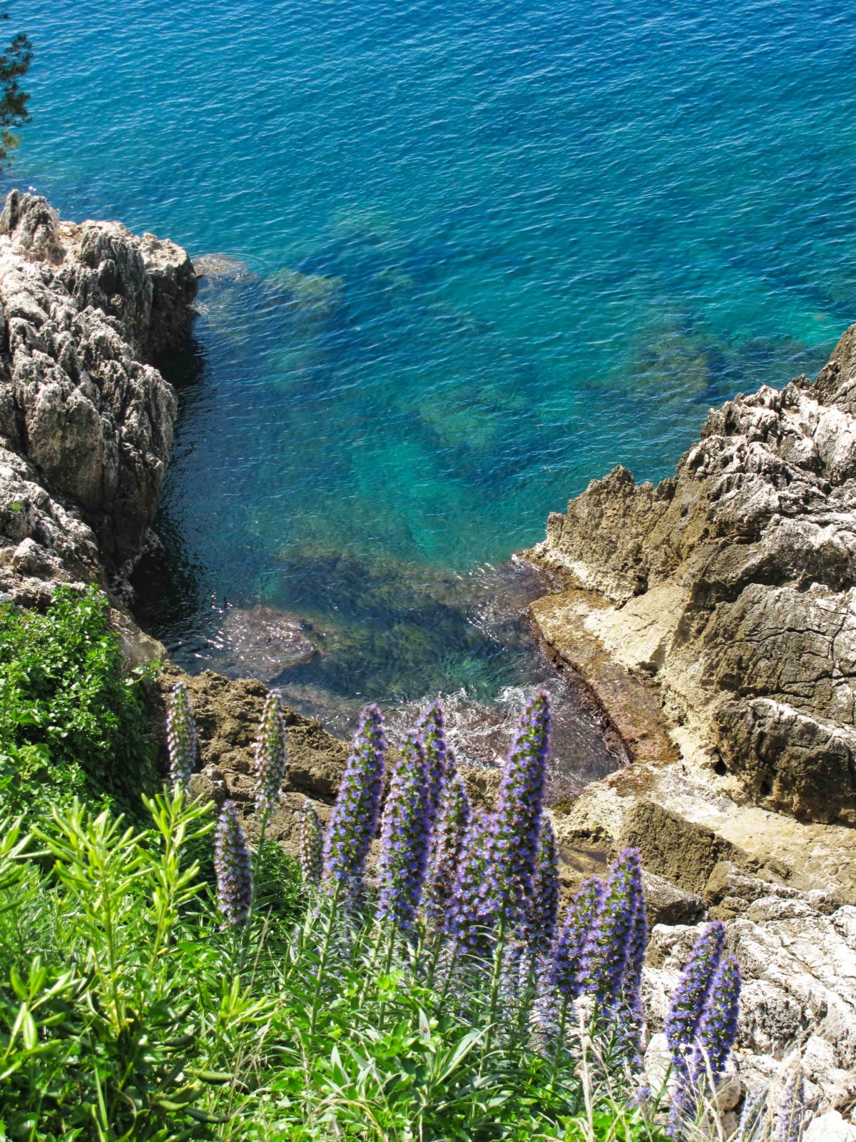 Roquebrune-Cap-Martin - Echium candicans. Photo: Tangopaso (Public Domain)