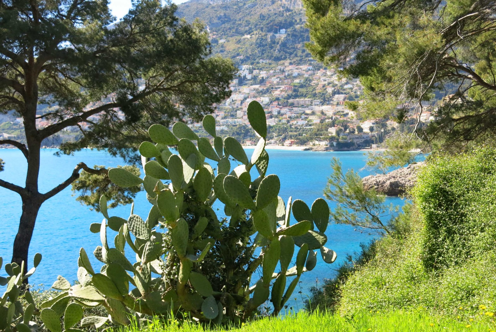 Roquebrune-Cap-Martin - Indian fig opuntia. Photo: Tangopaso (Public Domain)