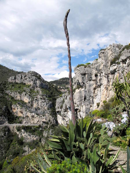 Eze Exotic Garden Agave salmiana by Tangopaso (Public Domain)