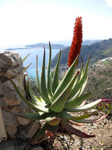 Eze Exotic Garden Aloes arborescens by Tangopaso (Public Domain)