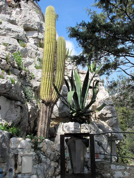 Eze Exotic Garden Trichocereus pasacana by Tangopaso (Public Domain)
