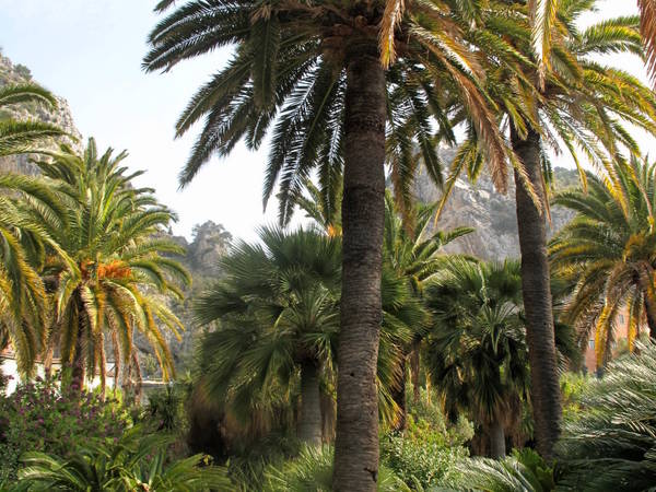 Palmtree struck by shells (Maria Serena) by Tangopaso (Public Domain)