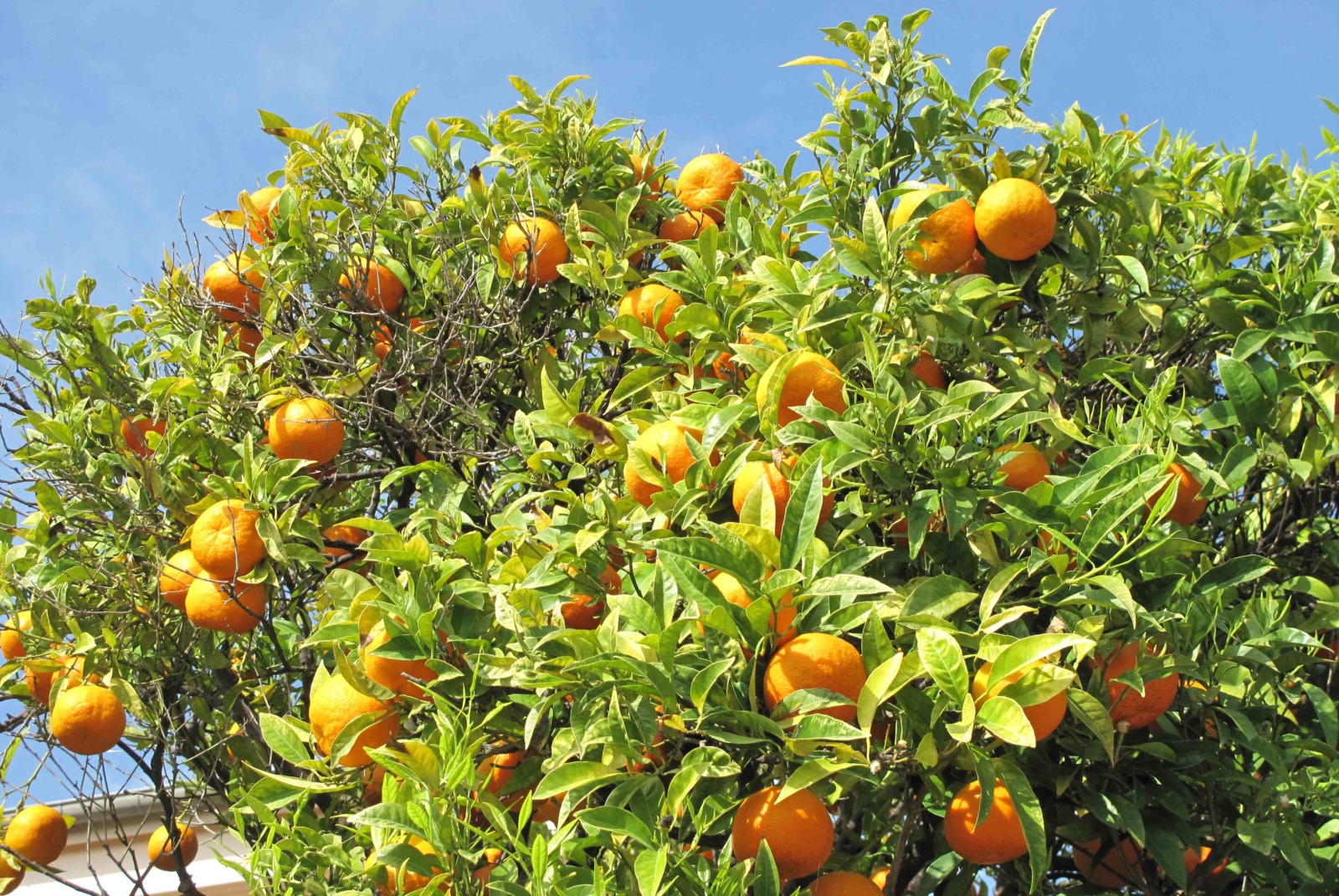 Orange tree in Cap Martin © Tangopaso - licence [CC BY-SA 3.0] from Wikimedia Commons