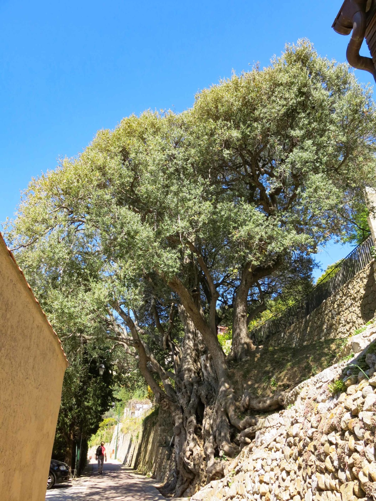 Roquebrune's thousand-year-old Olive tree. Photo: Tangopaso (Public Domain)