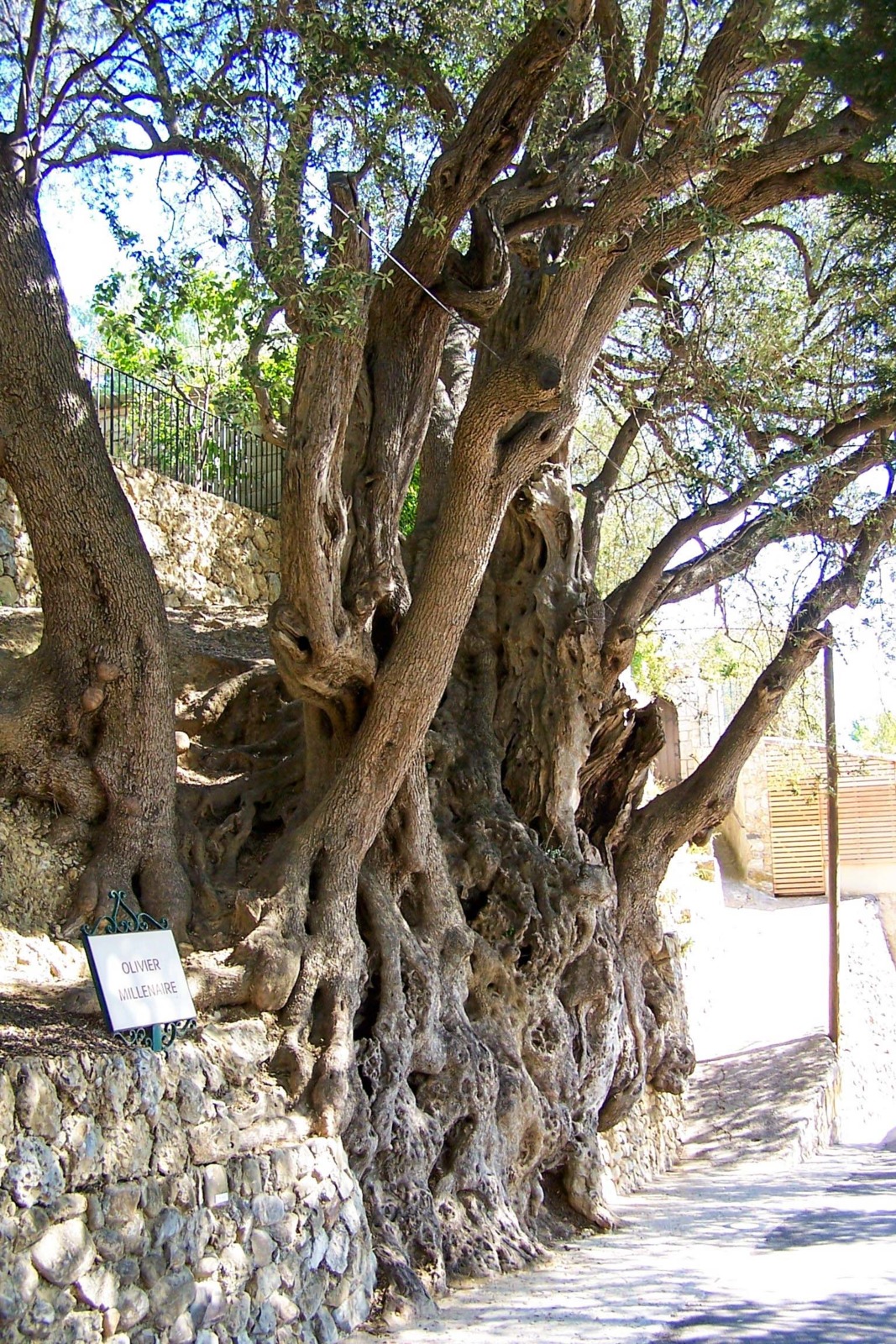 Olive Tree, Roquebrune-Cap-Martin © Unknown Author - licence [CC BY-SA 3.0] from Wikimedia Commons