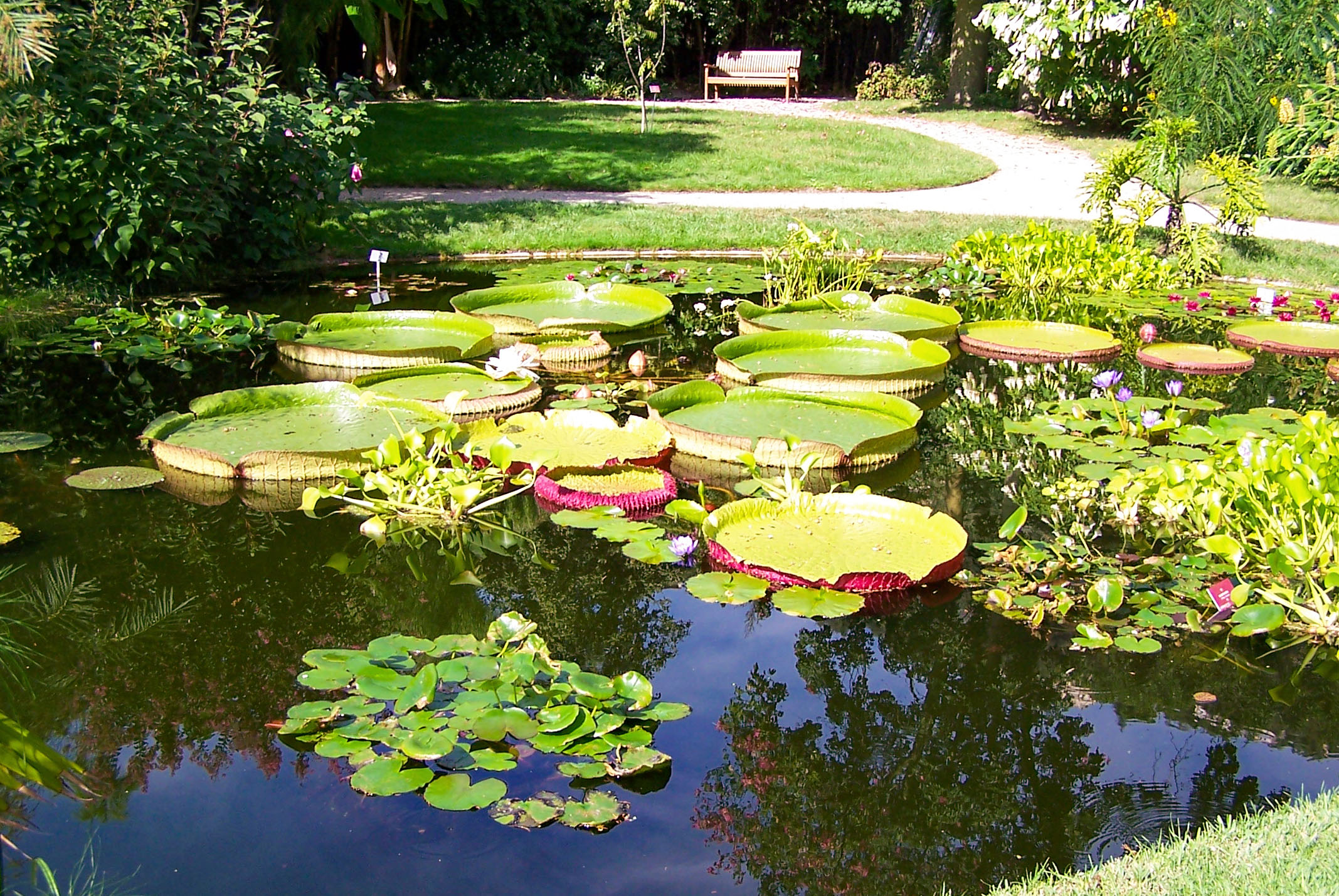 The Victoria amazonica pond, Val Rameh © Berthold Werner - licence [CC BY-SA 3.0] from Wikimedia Commons
