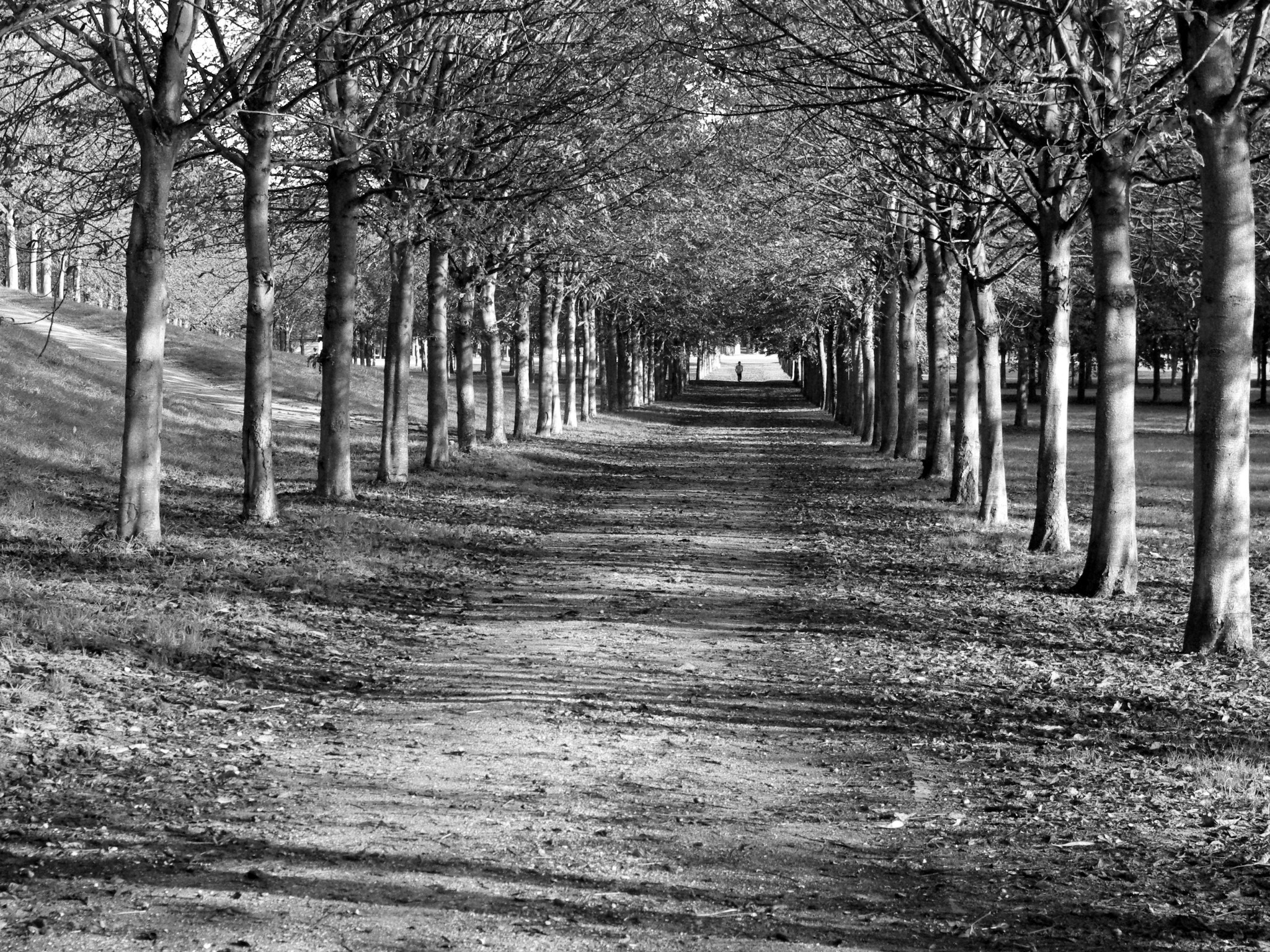 Parc de Saint-Cloud in black and white - French Moments