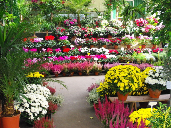 Queen Elizabeth II Flower Market in Paris - French Moments