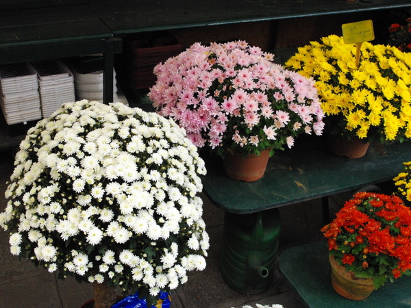 Marché aux fleurs - Flower Market, Paris © French Moments