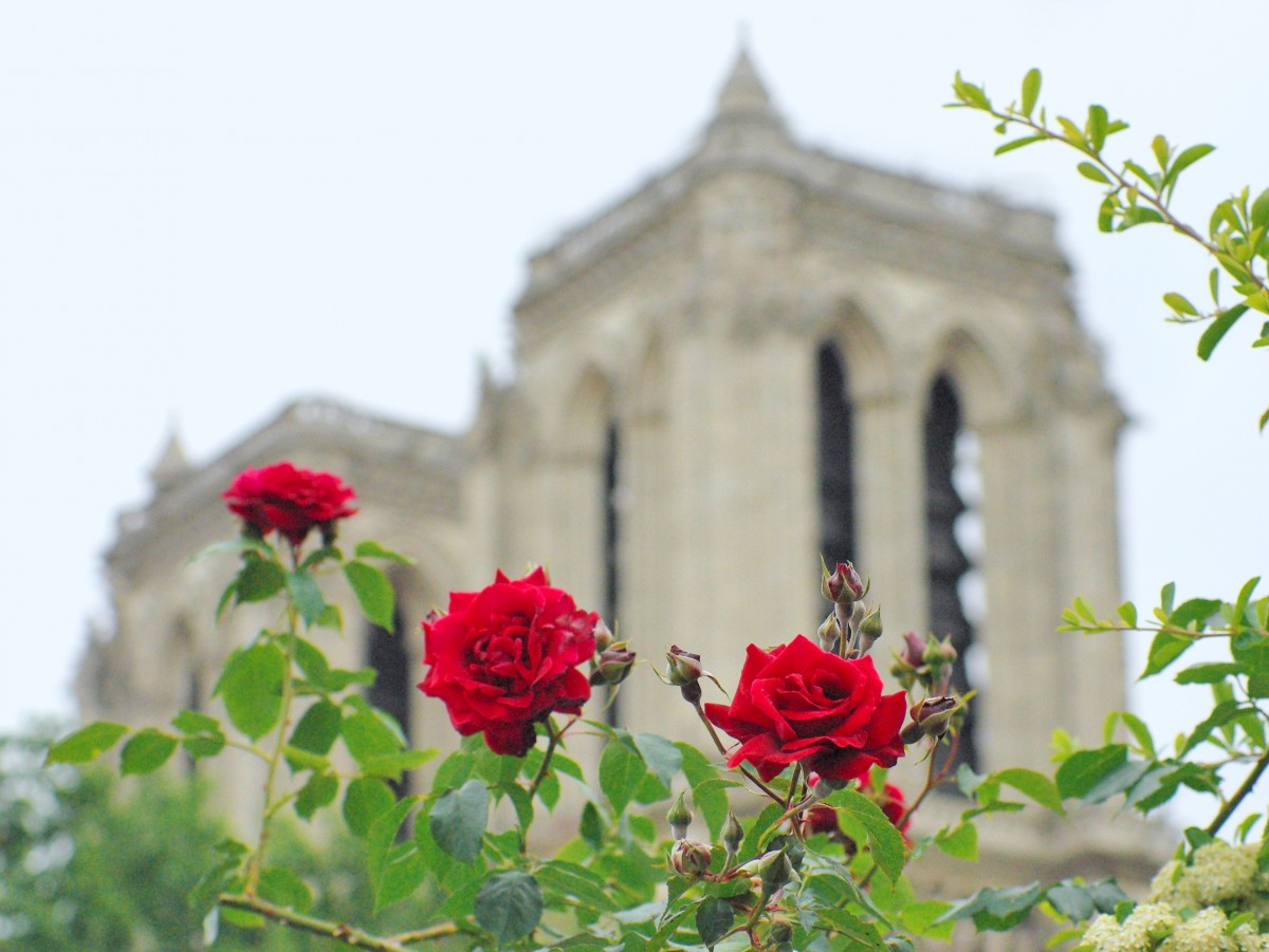 Notre-Dame cathedral and roses © French Moments