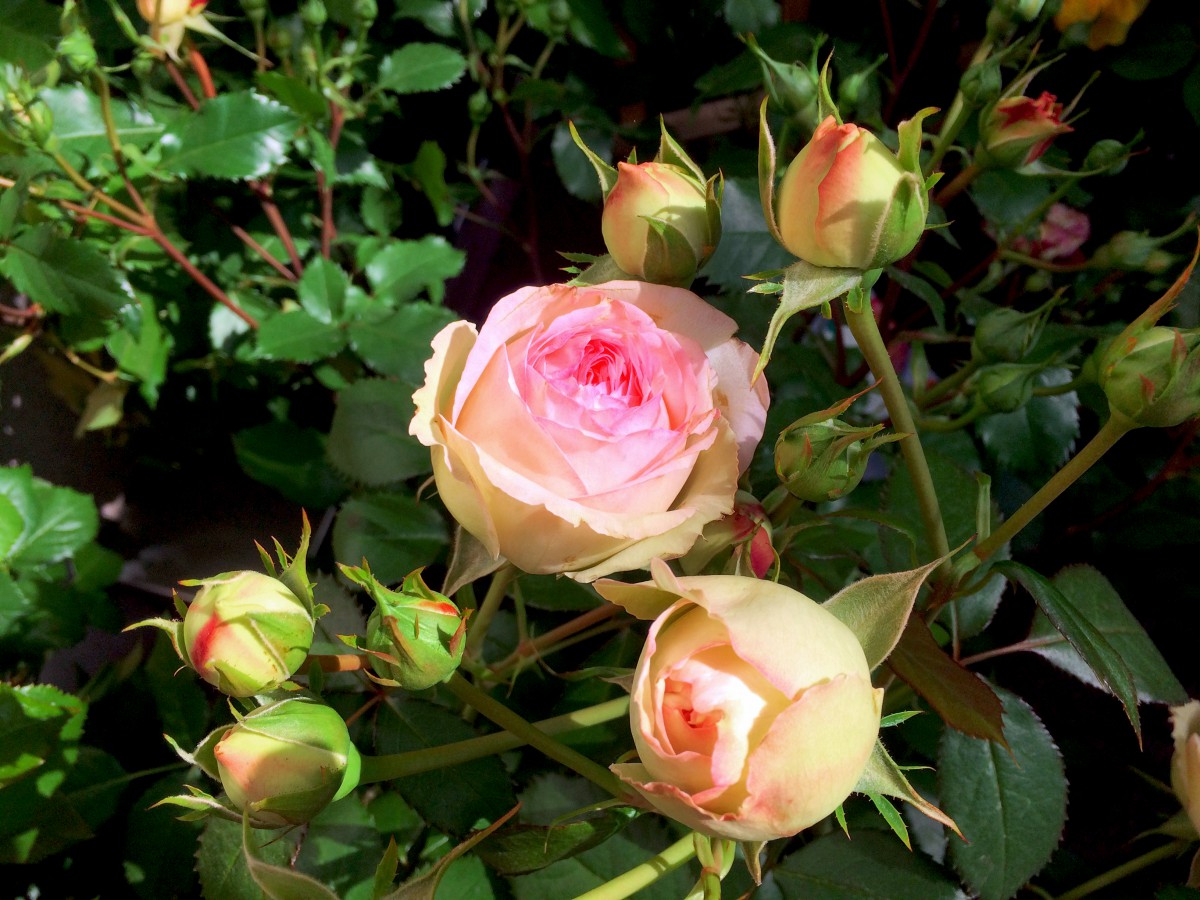 Mignonne allons voir si la rose - Pierre de Ronsard rose © French Moments