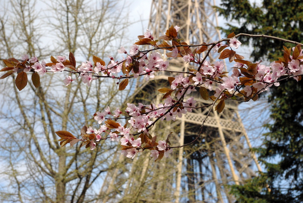 Spring at the Eiffel Tower 11 copyright French Moments