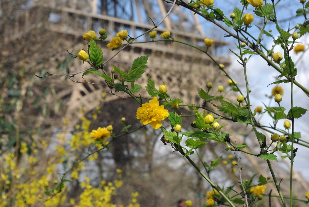 Spring at the Eiffel Tower 13 copyright French Moments