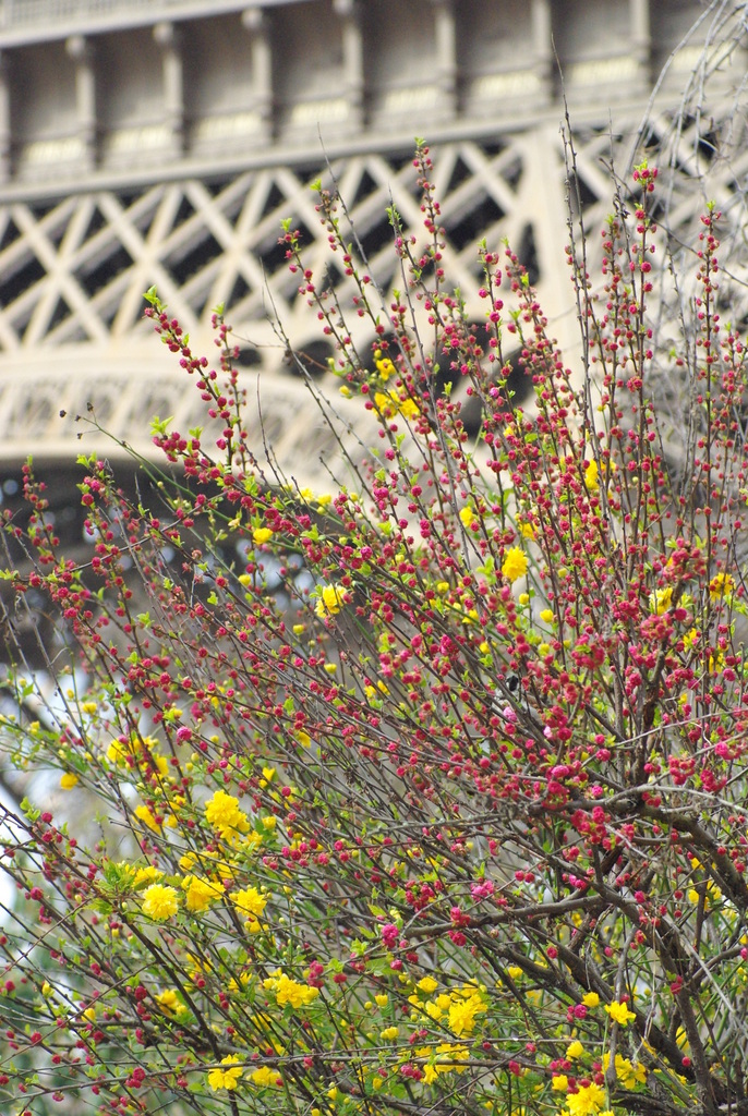 Spring at the Eiffel Tower 21 copyright French Moments