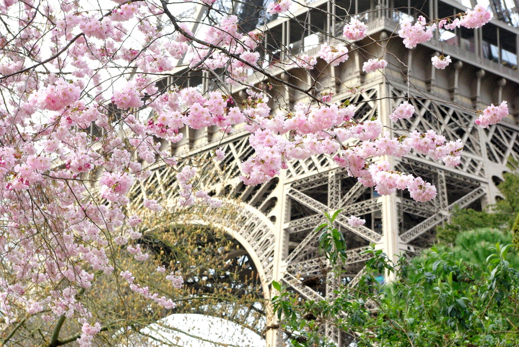 Spring at the Eiffel Tower 24 copyright French Moments