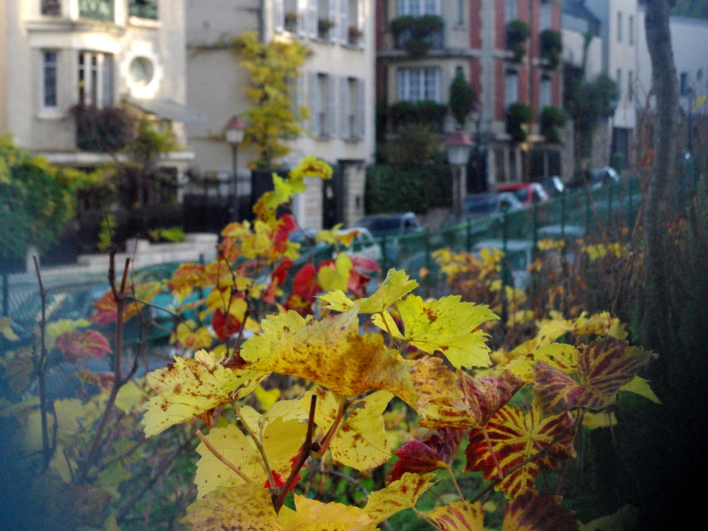 Vineyard of Montmartre in Autumn © French Moments