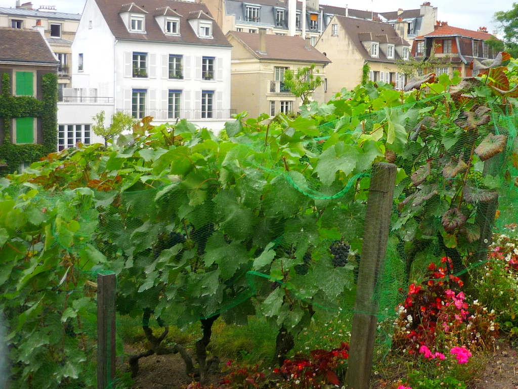Vineyard of Montmartre in Summer © French Moments
