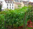 Vineyard of Montmartre in Summer 04 © French Moments