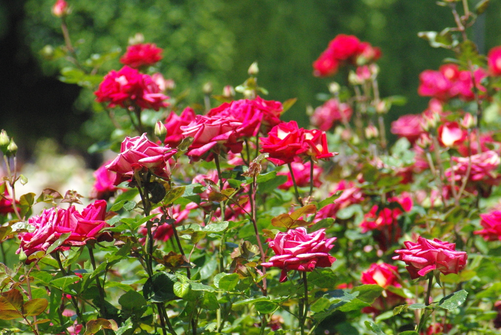 Rose bushes © French Moments